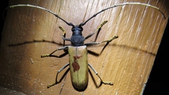 Juiaparus mexicanus