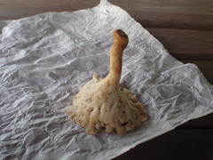 Bresadolia craterella