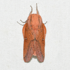 Syssphinx bicolor