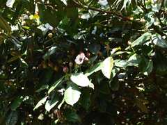 Blakea quadrangularis