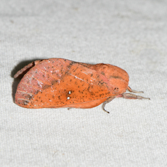 Syssphinx bicolor