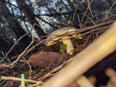 Phlegmacium lavendulense