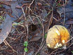 Phlegmacium lavendulense