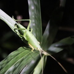 Euconocephalus varius