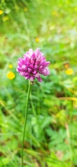 Allium rotundum jajlae