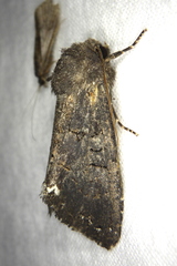Melanchra assimilis
