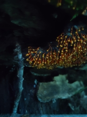 Physarum psittacinum