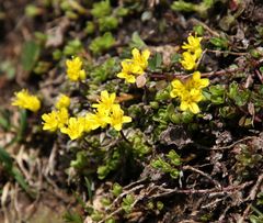 Draba aizoides