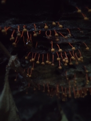 Physarum psittacinum