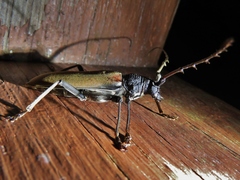 Juiaparus mexicanus