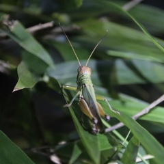 Hieroglyphus tonkinensis