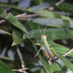 Hieroglyphus tonkinensis