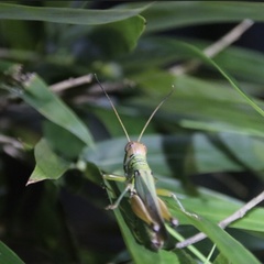 Hieroglyphus tonkinensis