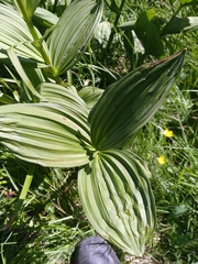 Veratrum album