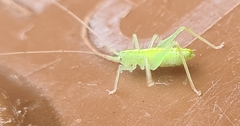 Meconema meridionale