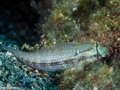 Gnatholepis thompsoni