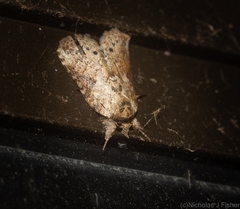 Nycteola indica