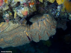 Scyllarides latus