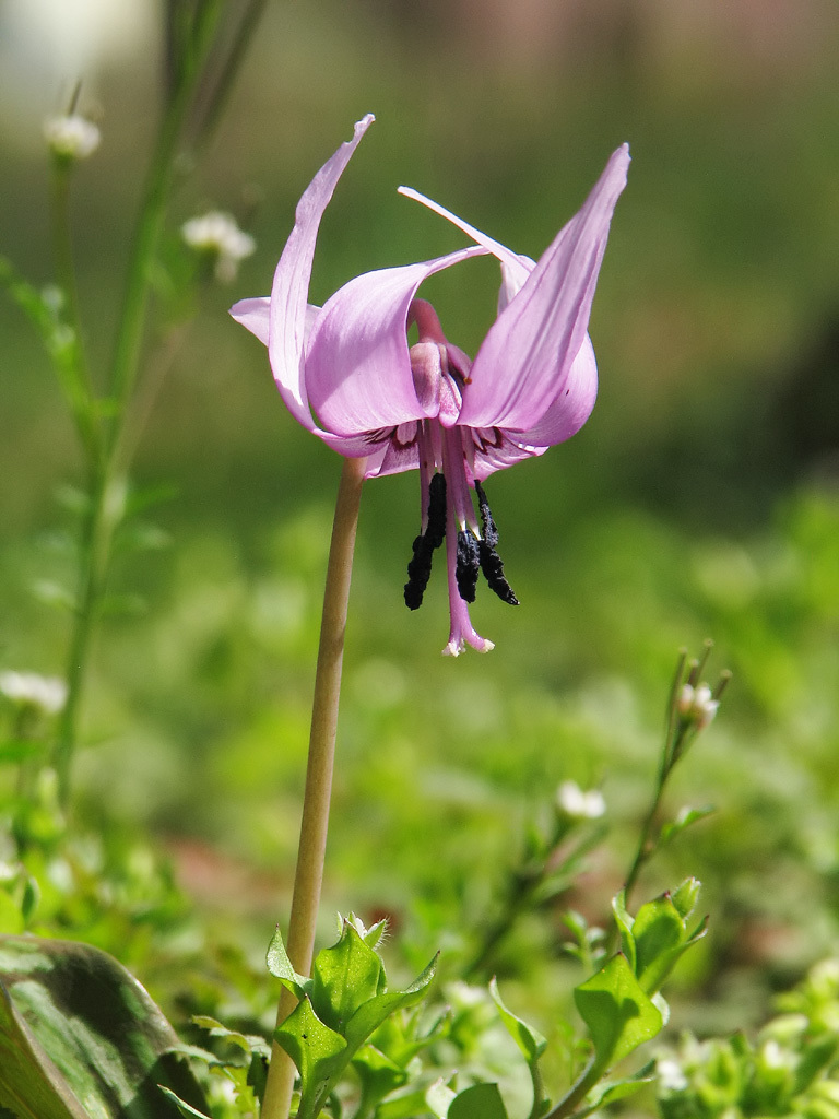 Erythronium