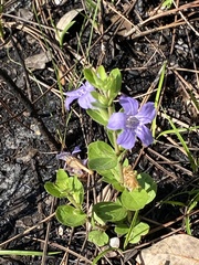 Dyschoriste oblongifolia image