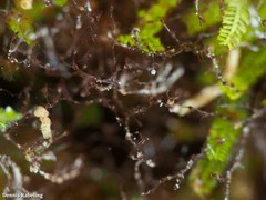 Savignyella lafontii