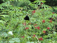 Corvus brachyrhynchos