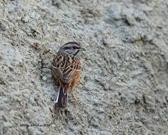 Emberiza godlewskii