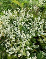 Pycnanthemum muticum