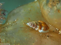 Mangelia costulata