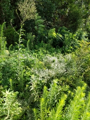 Pycnanthemum muticum