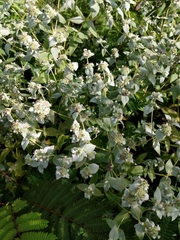 Pycnanthemum muticum