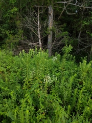 Pycnanthemum muticum