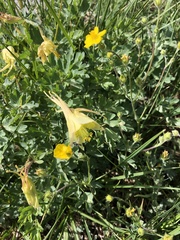 Aquilegia pubescens