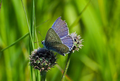 Polyommatus icarus