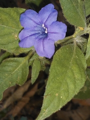 Ruellia bahiensis