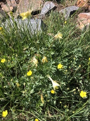 Aquilegia pubescens