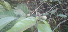 Oxyanthus pyriformis