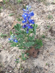 Lupinus subcarnosus