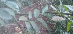 Oxyanthus pyriformis