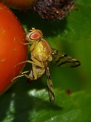 Rhagoletis basiola