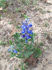 Lupinus subcarnosus