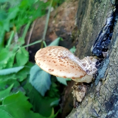 Cerioporus squamosus