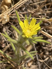 Centromadia fitchii