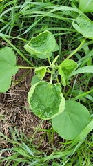 Proboscidea louisianica