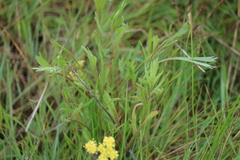Lomatium caruifolium