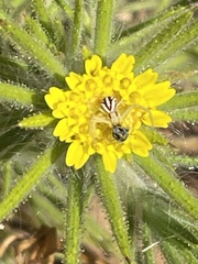 Centromadia fitchii