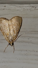 Glaphyria sesquistrialis