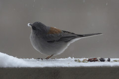 Junco hyemalis dorsalis