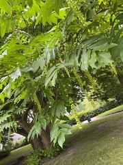 Pterocarya fraxinifolia