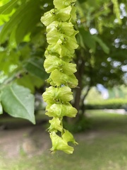 Pterocarya fraxinifolia